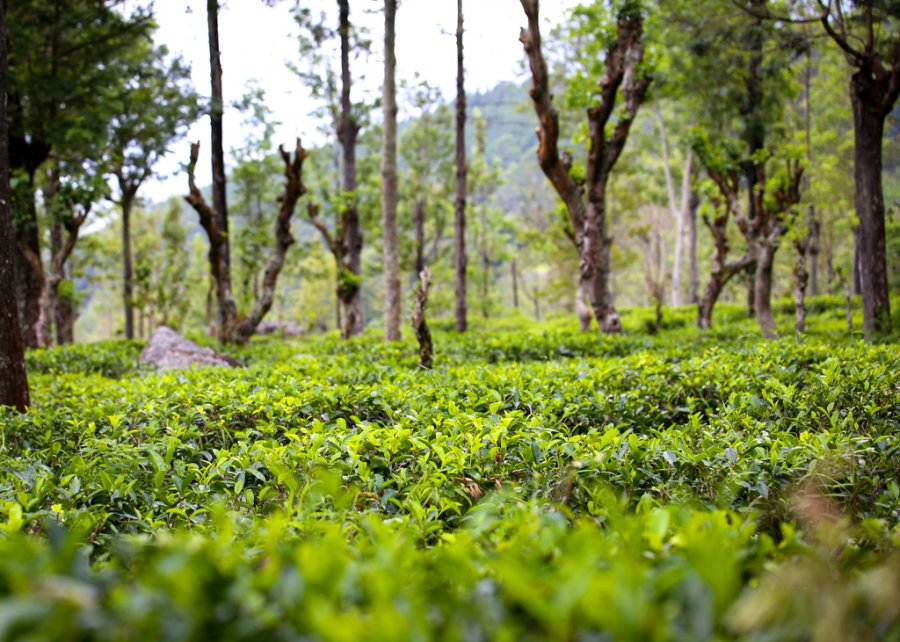 Idulgashinna Organic Tea plantation in Uva Sri Lanka